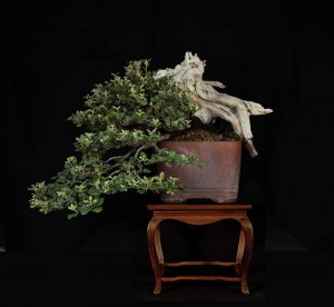 bonsai-vivaio-sampino-1
